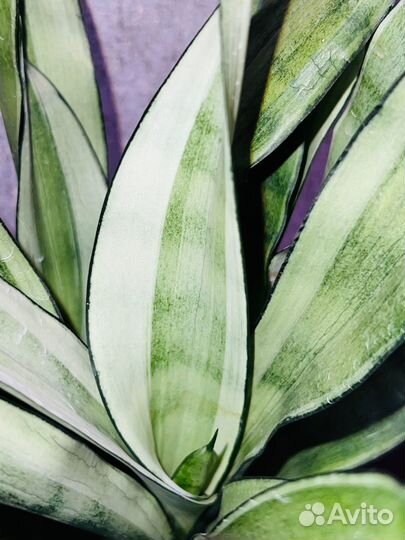 Сансевиерия Сильвер Ангел