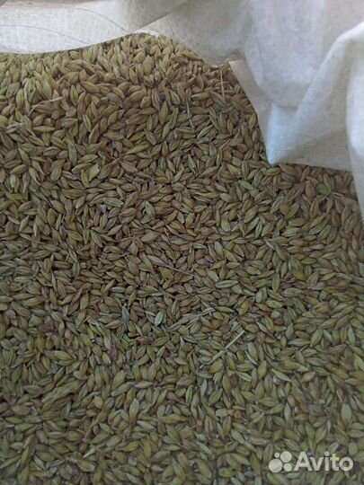 Пшеница, ячмень, овёс, кукуруза, зерносмесь