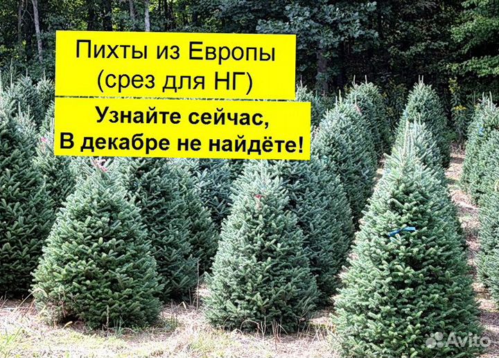 Живые елки/ Пихты Нордмана и Фразера