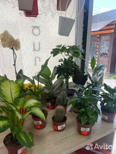 Комнатные растения цветы