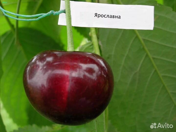 Саженцы черешня вишня