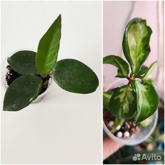 Домашние растения