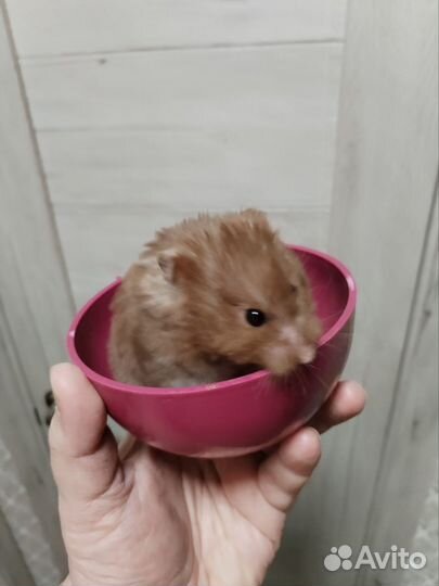 Сирийский хомяк