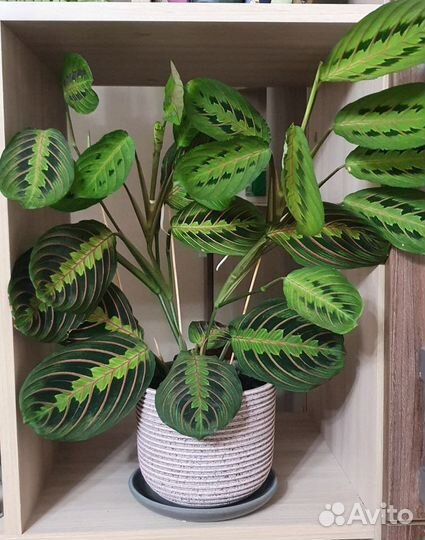 Маранта триколор