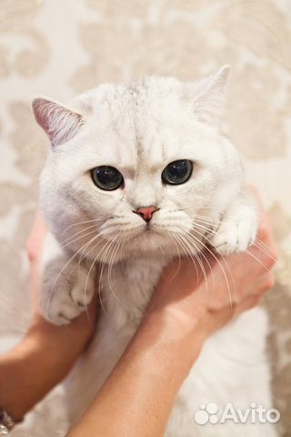 Британский Котёнок из Закрытого Питомника BB's объявление продам