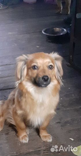 Ищют дом, и любящих хозяев