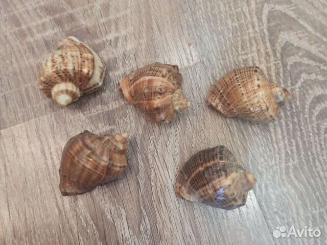 Морские ракушки