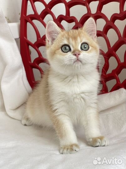 Британские котики золотая шиншилла