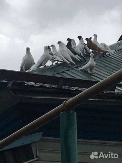 Голуби на продажу и свадьбу