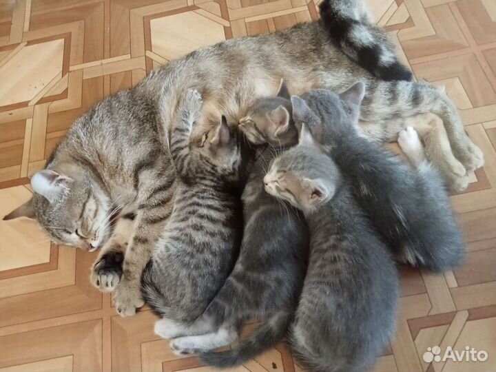 Котики в дар бесплатно