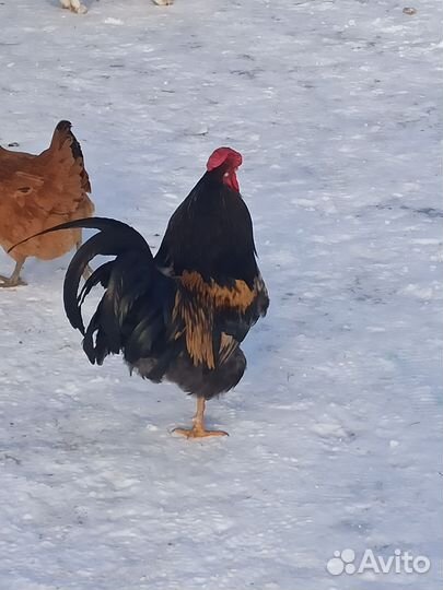 Петух молодой