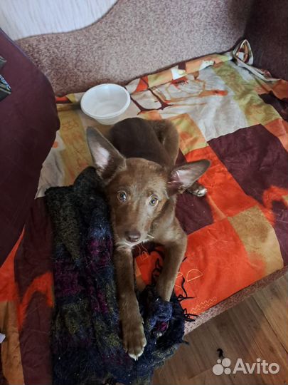 Боня прекрасная в добрые руки