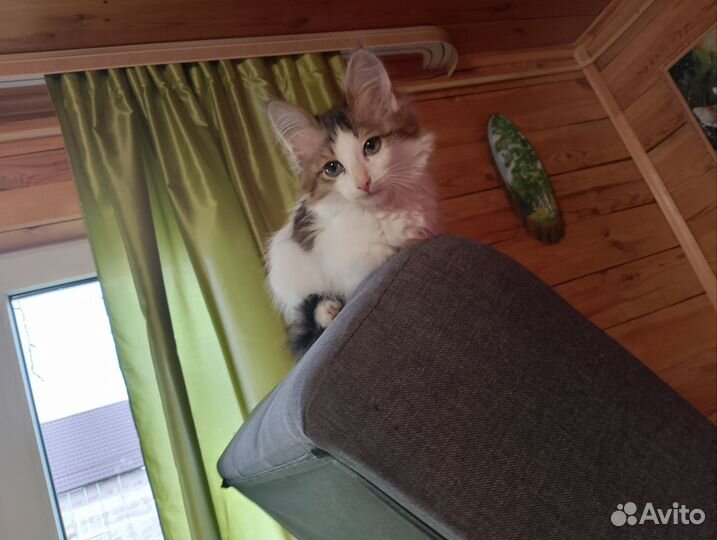 Котенок мальчик