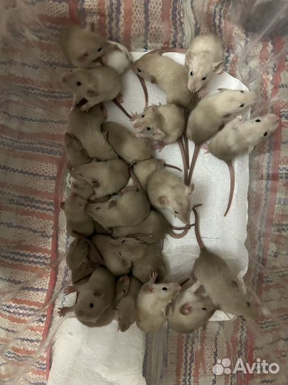 Сиамские крысята Дамбо из питомника