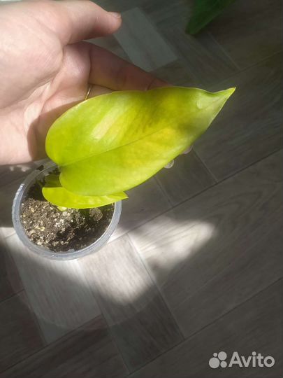 Сциндапсусы