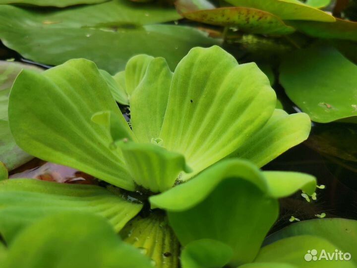 Водный гиацинт, пистия