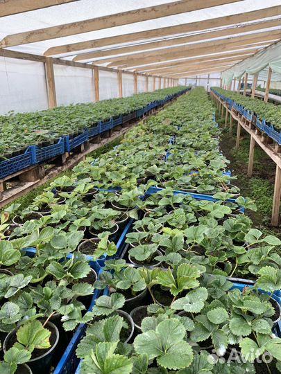 Саженцы клубники