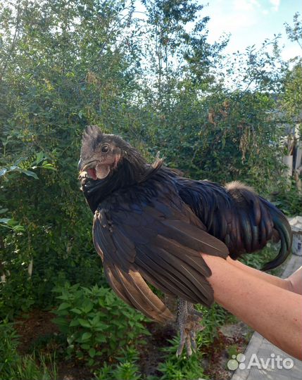 Петушки Ухейилюй