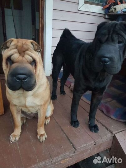 Собака шарпей