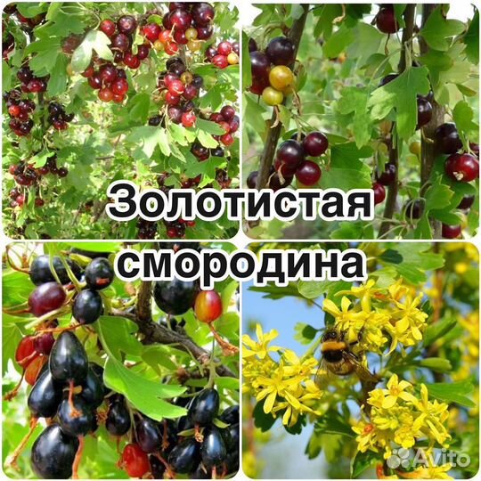 Саженцы Смородины/Крыжовника/Ежевики/Айвы/Малины