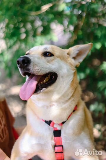 Лис - пёс золотого окраса ждёт свою семью в приюте
