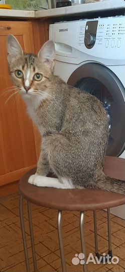 Кошечка Василиса 5 месцев