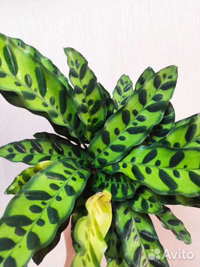 Калатея лансифолия