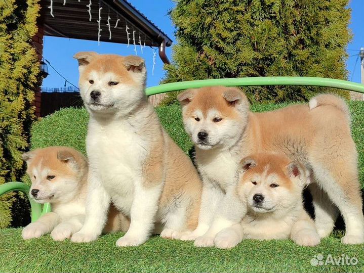Акита ину малышня с фото