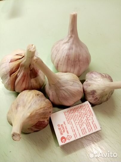 Озимый чеснок