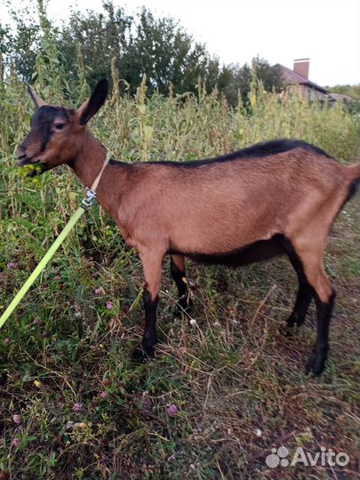 Чешские козы