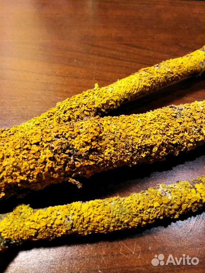 Палочки с лишайником