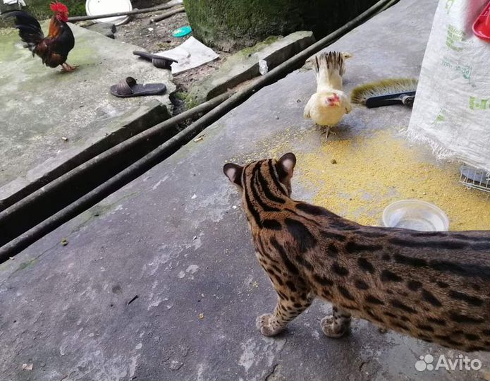 Доступен самец Алка. Алк азиатский кот