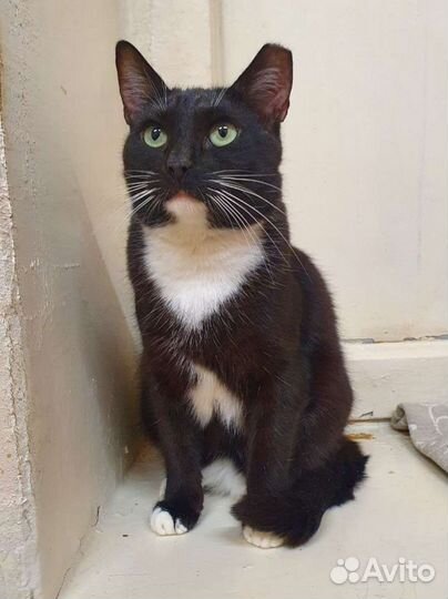 Замурчательная кошка