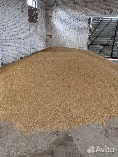 Зерно ячмень