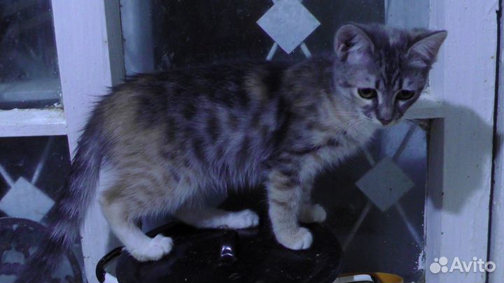 Трехцветные котята в хорошие руки