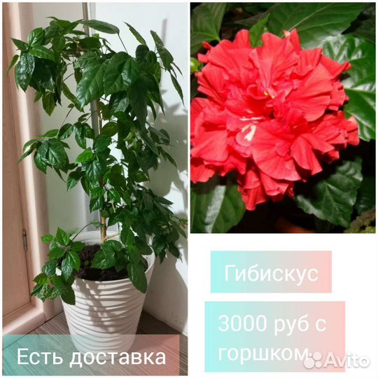 Гибискус китайская роза