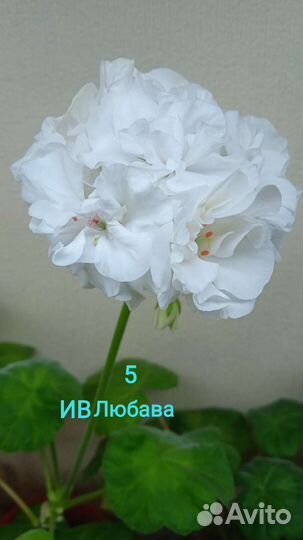 Пеларгония