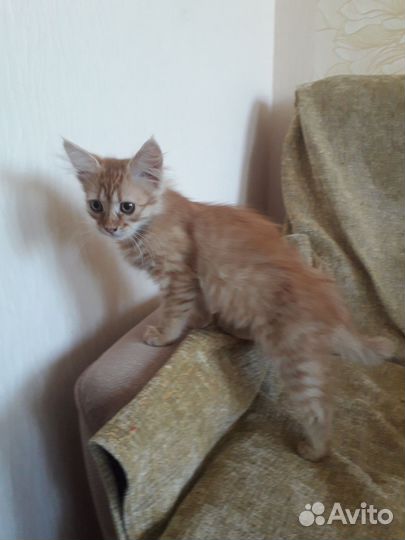 Кот и кошка в добрые руки