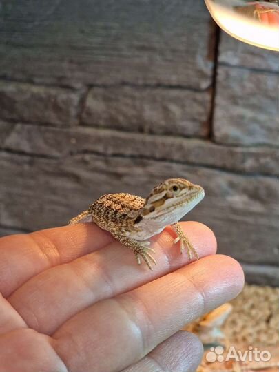 Бородатые агамы