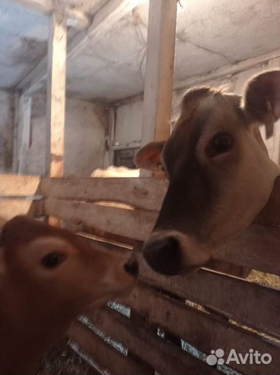 Тёлка джерсейской породы