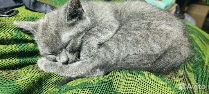 Котята (помесь)