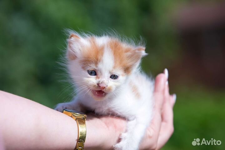 Рыжий котенок мальчик