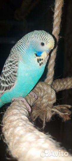 Птенец ввп чех