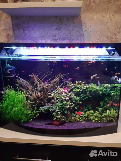 Аквариум