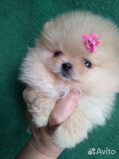 Померанский шпиц