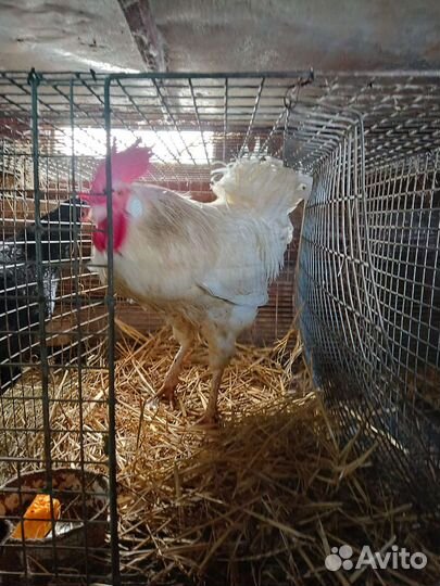 Молодые петушки