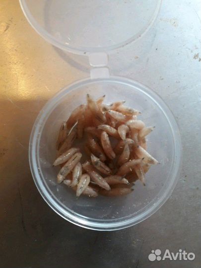 Качественный опарыш