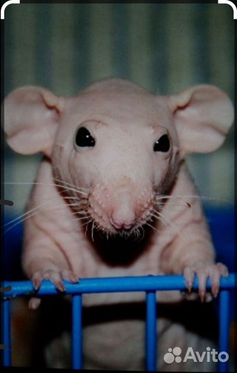 Мышка свинкс