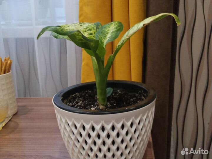 Диффенбахия