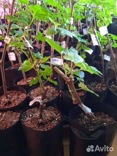 Саженцы винограда